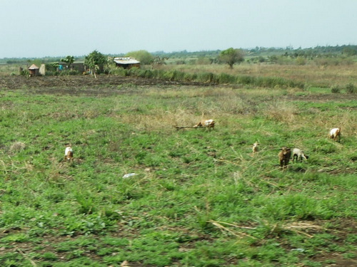 Common rural view: loose goats and a relatively clean property.